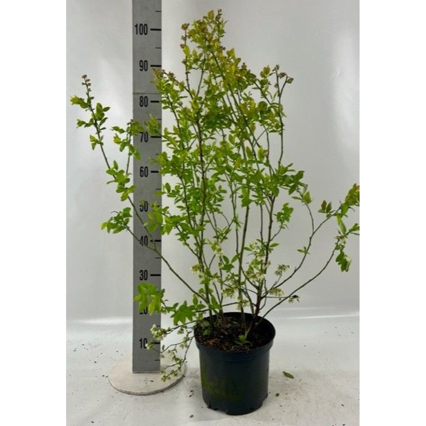 Trädgårdsblåbär – Vaccinium corymbosum 'Jersey' - C5